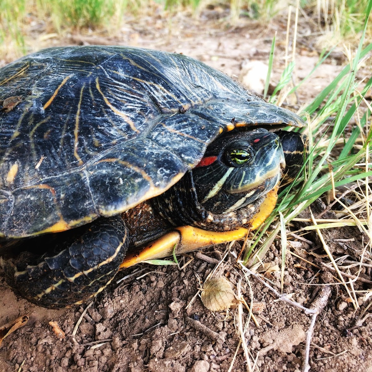 Red-eared Slider