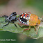 Southern Green Stink Bug Nymph