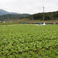 彩燕在地美食