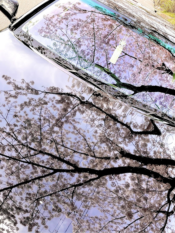 マークXの桜と愛車・桜とコラボ・桜・花見に関するカスタム事例の投稿画像4枚目