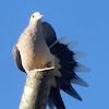 Mourning dove