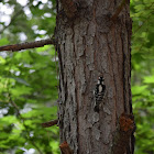 Downy Woodpecker