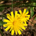 Dwarf Dandelion