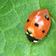 Seven-spotted Lady Beetle