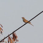 Grey-necked Bunting