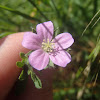 Native geranium