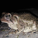 Fowler's Toad