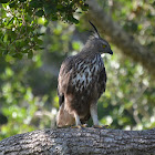 Crested Hawk Eagle