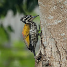 Common Flameback