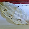 Hooktip Moth