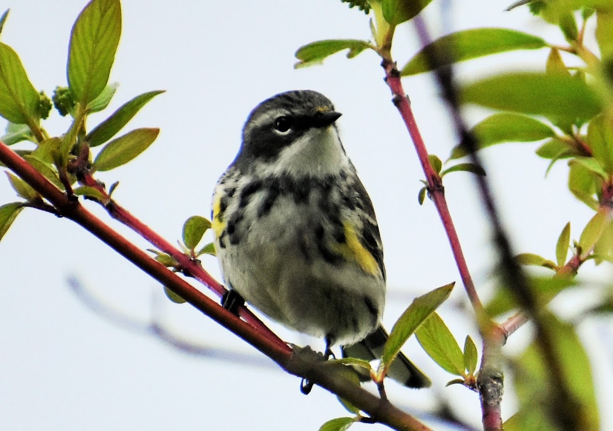 Myrtle warbler (male)