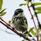 Myrtle warbler (male)