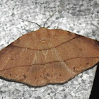 Drapanid moth