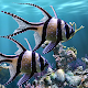 The real aquarium - Live Wallpaper Download on Windows