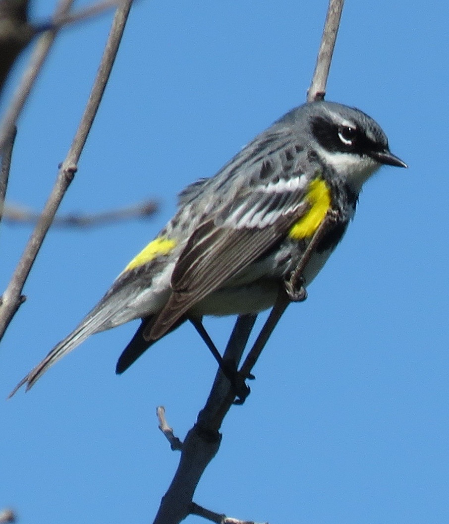 Yellow-rumped Warbler