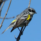 Yellow-rumped Warbler