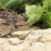 Timber Rattlesnake