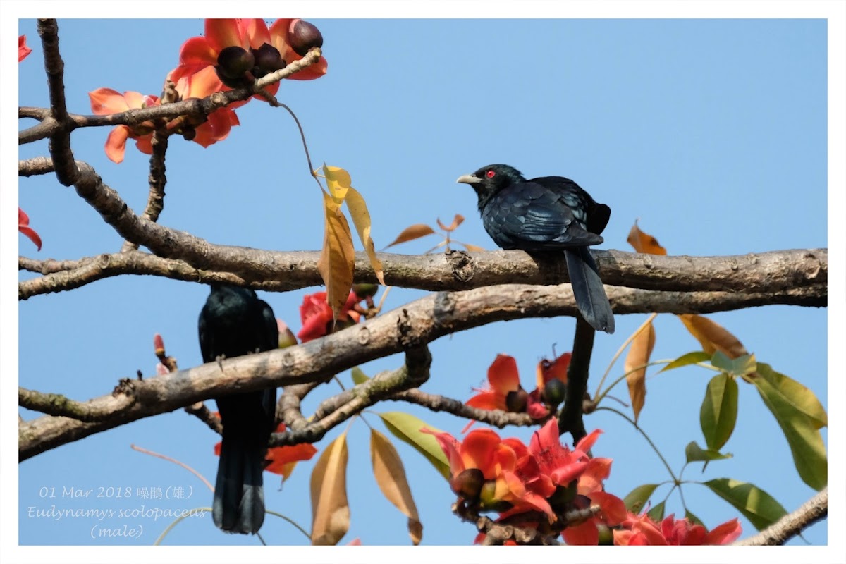 Eudynamys scolopaceus 噪鵑 male