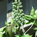 Castor Oil Plant