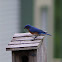 bluebirds