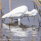 Little Egret; Garceta Común