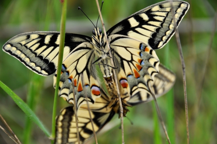Papilio machaon. di Federica Massa