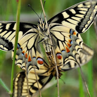 Papilio machaon. di 