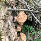 Elegant Polypore