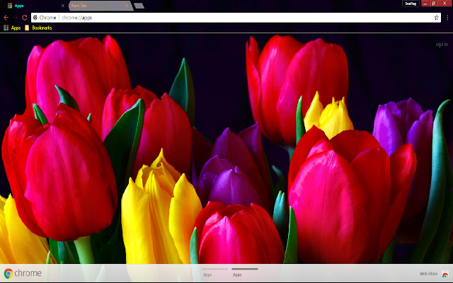 Colorful Flower Red Tulip 1920*1080 chrome extension