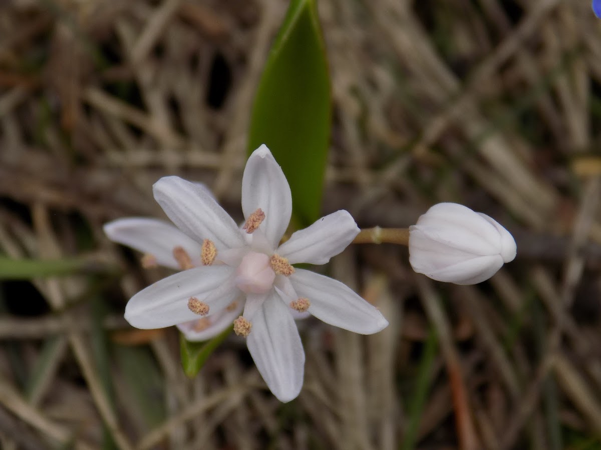 Two-leaf squill