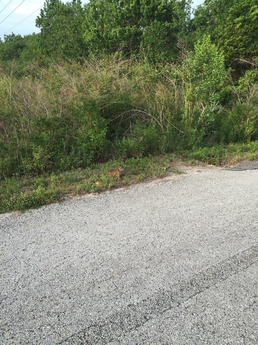 Eastern Cottontail Rabbit