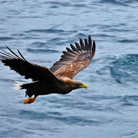 Aquila di mare di 