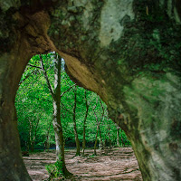 Oltre L'albero  di 