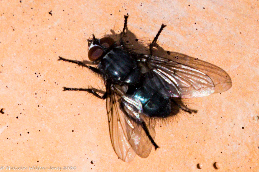 Greenbottle