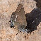 Blue-spot Hairstreak