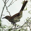 Brown thrasher