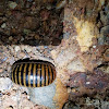 Giant pill millipede