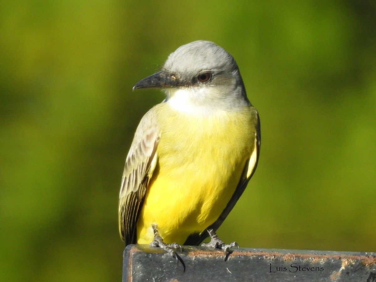 Tropical Kingbird