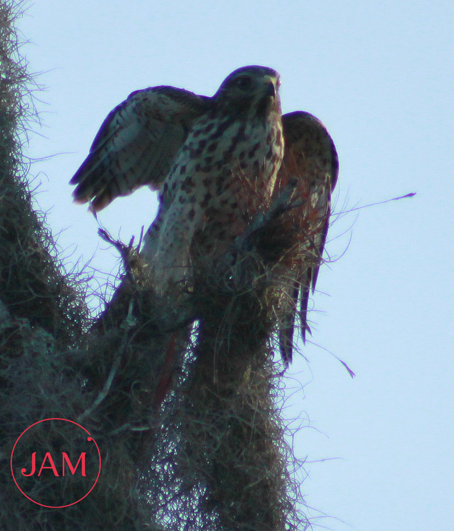 Red-shouldered Hawk (immature)