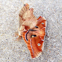 Polyphemus Moth