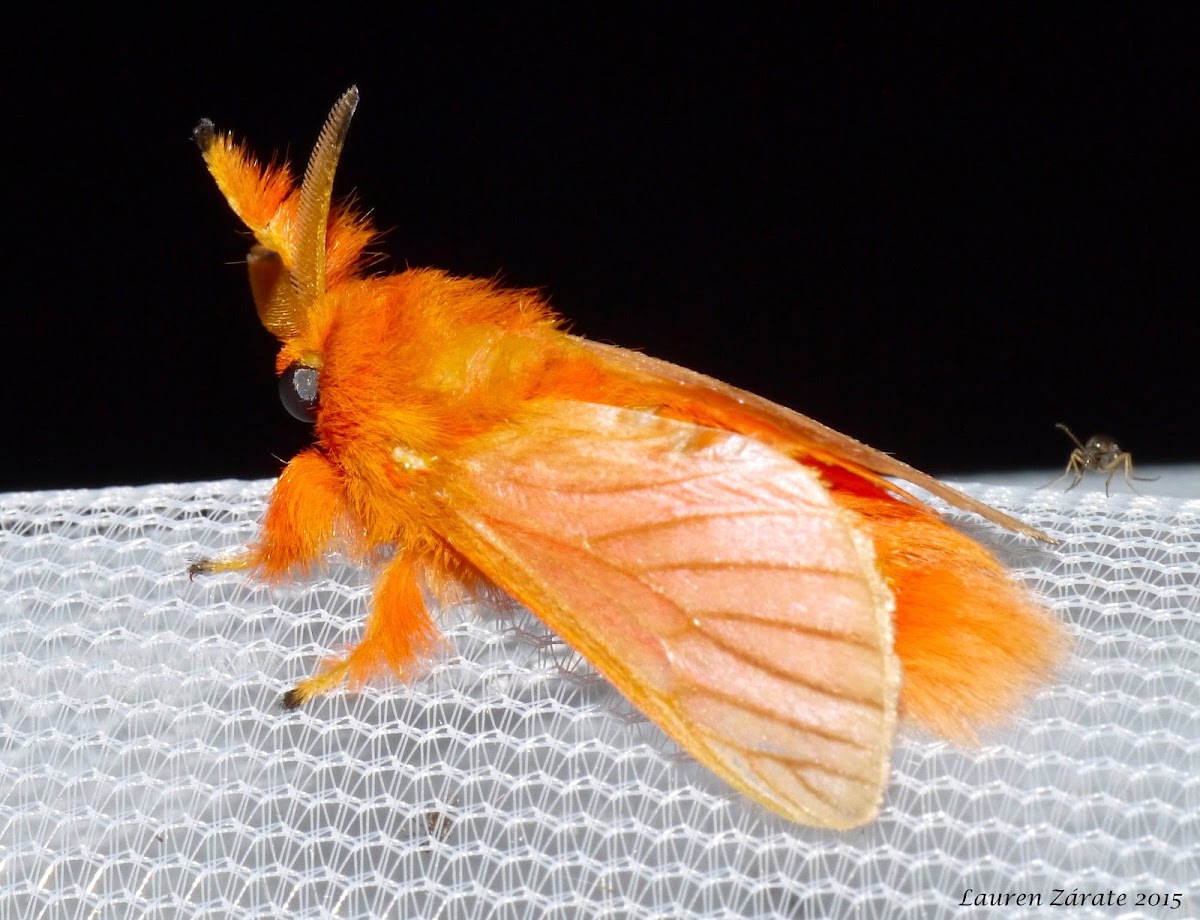 Flannel Moth