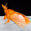 Flannel Moth