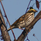 Savannah Sparrow