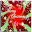 Happy Christmas Day Wallpapers Download on Windows