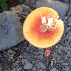 Amanita Muscaria