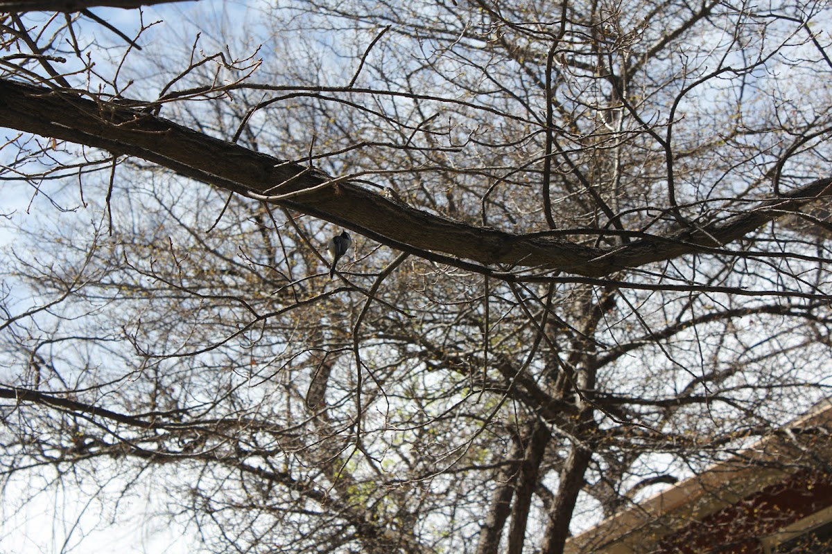 Black-Capped Chickadee