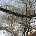 Black-Capped Chickadee