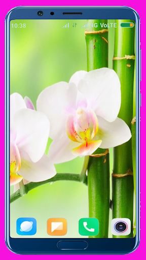 Bamboo Wallpaper Best 4K