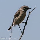 Stonechat; Tarabilla Común