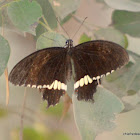 common Mormon